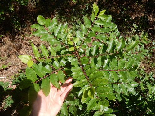 Zanthoxylum clava-herculis