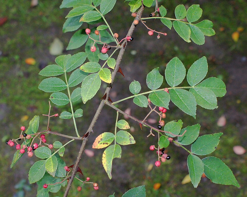 Zanthoxylum coreanum — photo