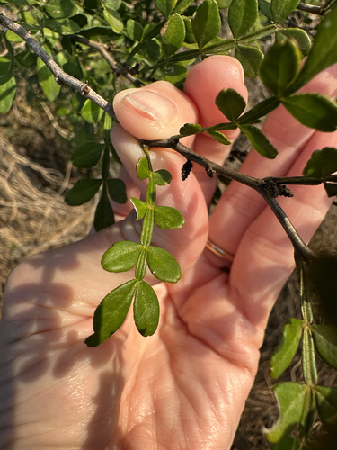 Zanthoxylum fagara (Lime prickly ash) — photo