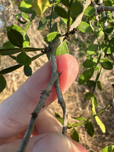 Zanthoxylum fagara (Lime prickly ash) — photo