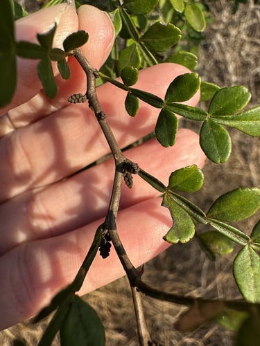 Zanthoxylum fagara