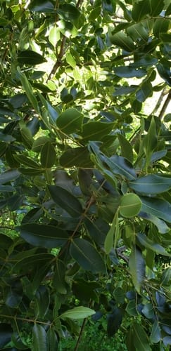 Zanthoxylum flavum (Yellow heart prickly ash) — photo