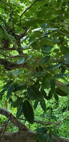 Zanthoxylum flavum (Yellow heart prickly ash) — photo
