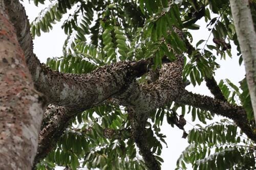 Zanthoxylum gilletii (African satinwood) — photo