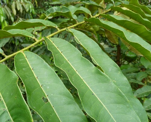 Zanthoxylum gilletii