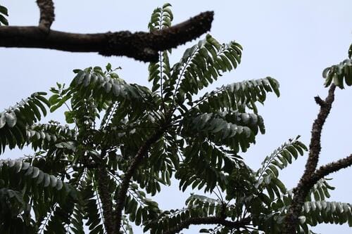 Zanthoxylum gilletii (African satinwood) — photo