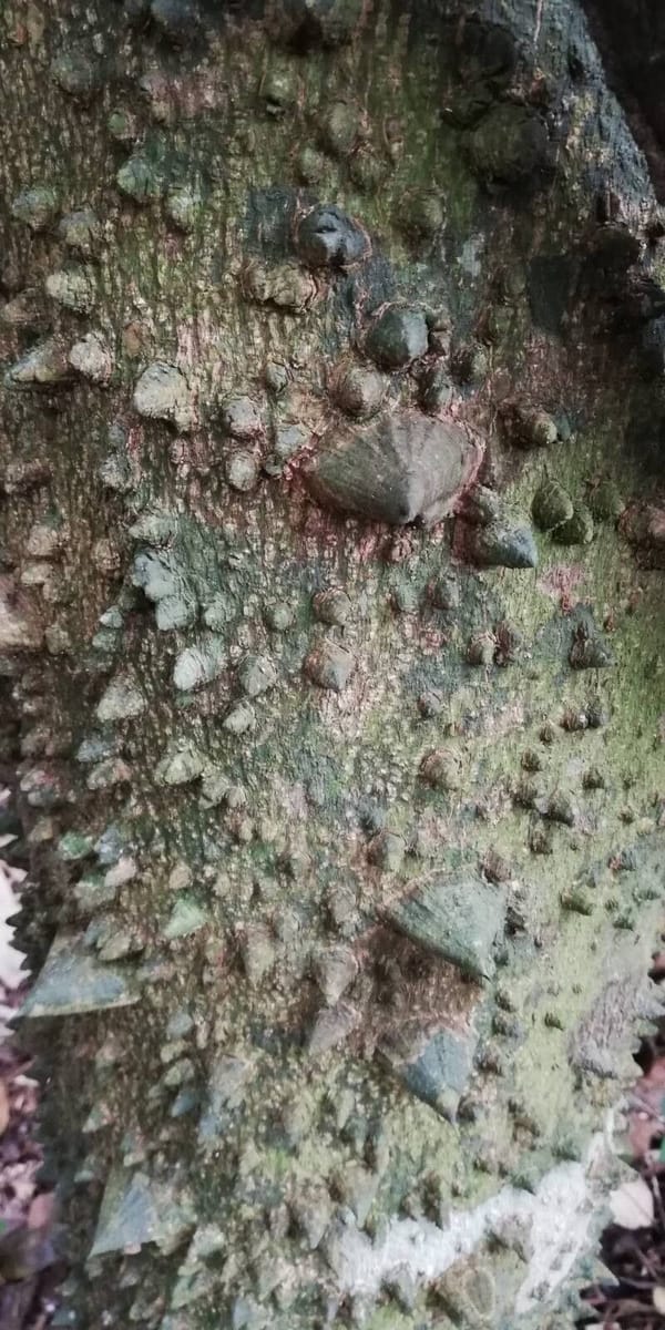 Zanthoxylum heitzii — photo