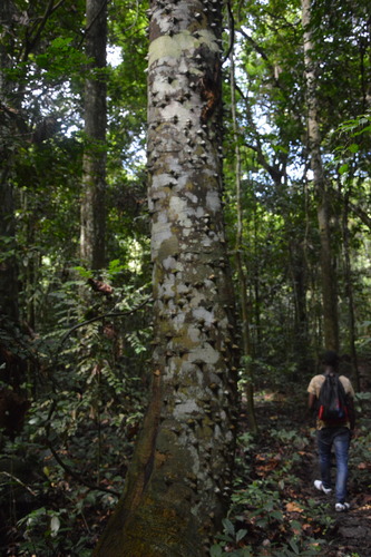 Zanthoxylum heitzii