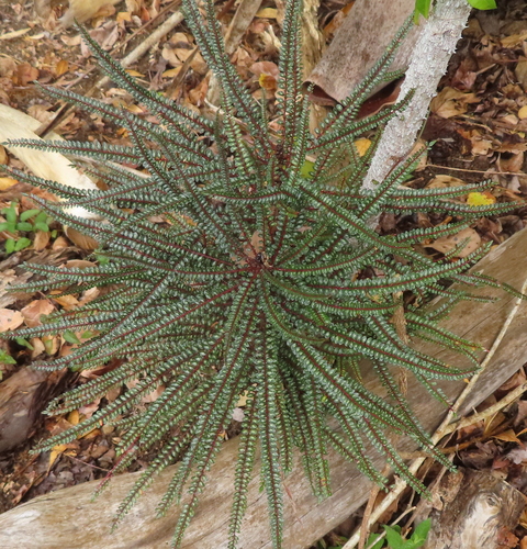 Zanthoxylum heterophyllum — photo