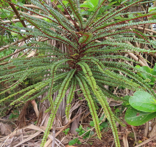 Zanthoxylum heterophyllum — photo