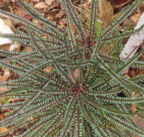 Zanthoxylum heterophyllum