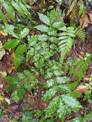 Zanthoxylum limonella