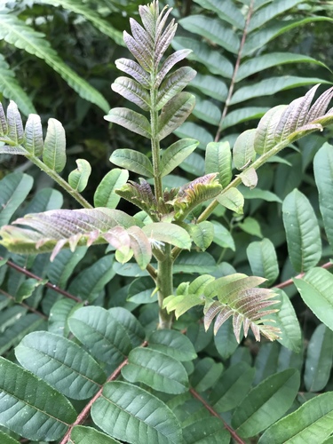 Zanthoxylum martinicense