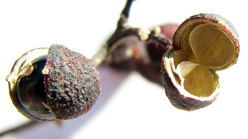 Zanthoxylum monogynum subsp. monogynum — photo