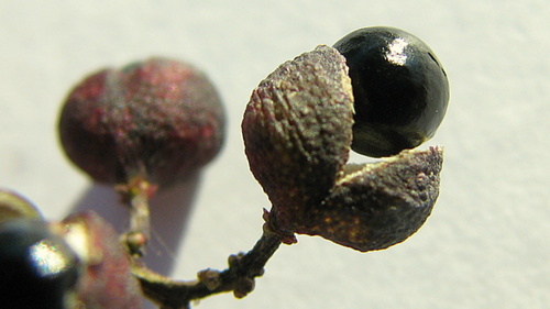 Zanthoxylum monogynum subsp. monogynum — photo