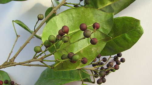Zanthoxylum monogynum subsp. monogynum