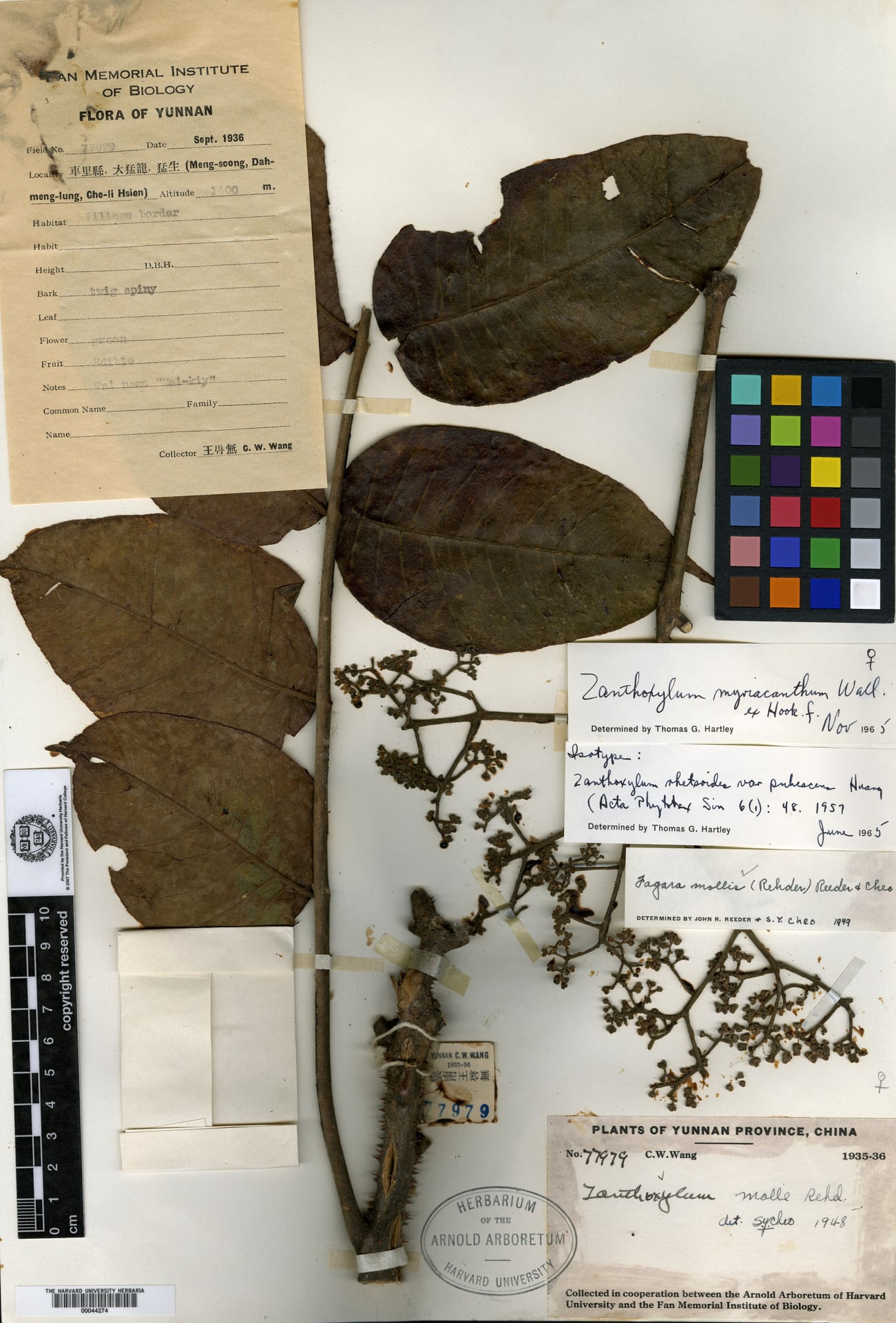 Zanthoxylum myriacanthum var. pubescens — photo