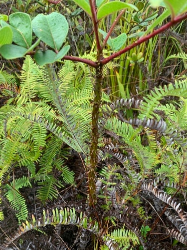 Zanthoxylum myriacanthum var. pubescens