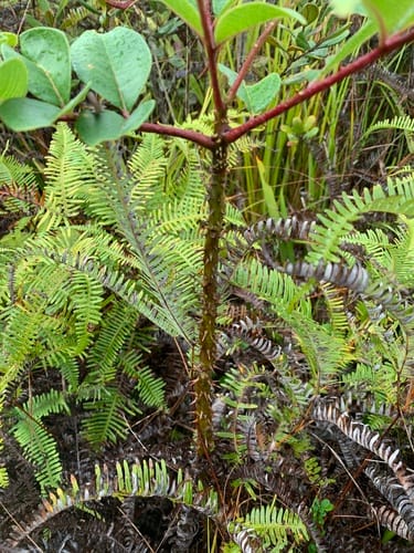 Zanthoxylum myriacanthum — photo