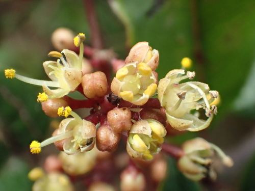 Zanthoxylum nitidum — photo