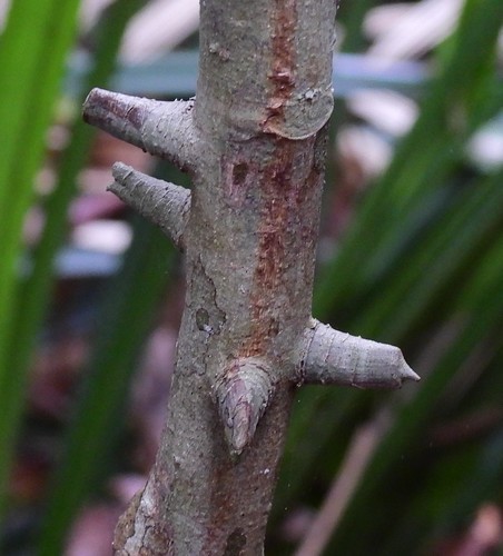 Zanthoxylum nitidum — photo