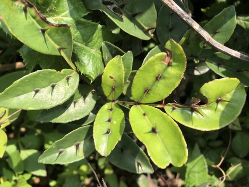Zanthoxylum nitidum