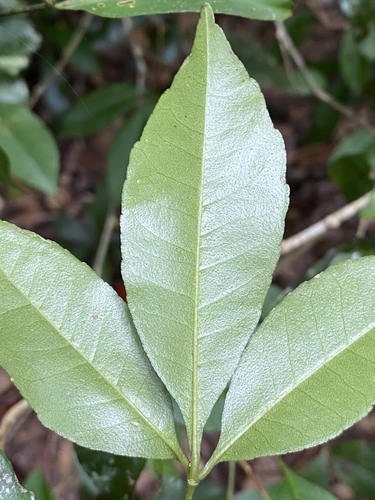 Zanthoxylum ovalifolium (Oval-leaf yellow wood) — photo