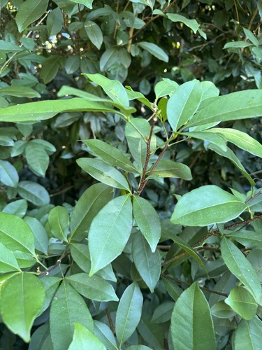 Zanthoxylum ovalifolium (Oval-leaf yellow wood) — photo