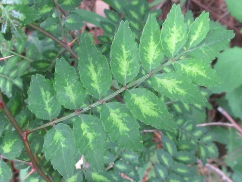 Zanthoxylum piperitum (Japanese Pepper leaf) — photo