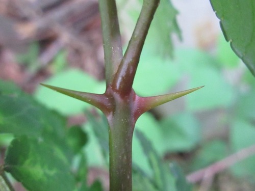 Zanthoxylum piperitum (Japanese Pepper leaf) — photo
