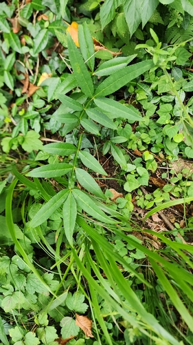 Zanthoxylum planispinum