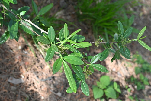 Zanthoxylum planispinum (Winged prickly ash) — photo