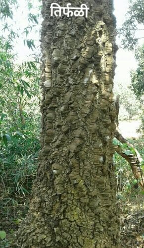 Zanthoxylum rhetsa (Indian prickly ash) — photo