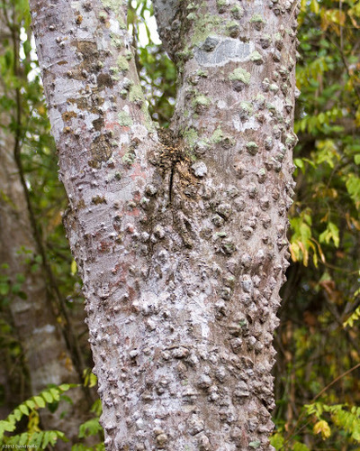 Zanthoxylum rhetsa