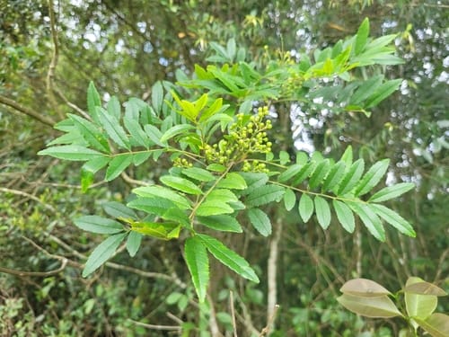 Zanthoxylum rhoifolium (Dark prickly ash) — photo