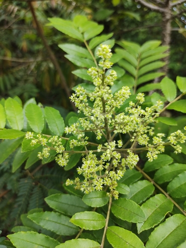 Zanthoxylum rhoifolium