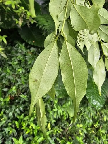 Zanthoxylum scandens — photo