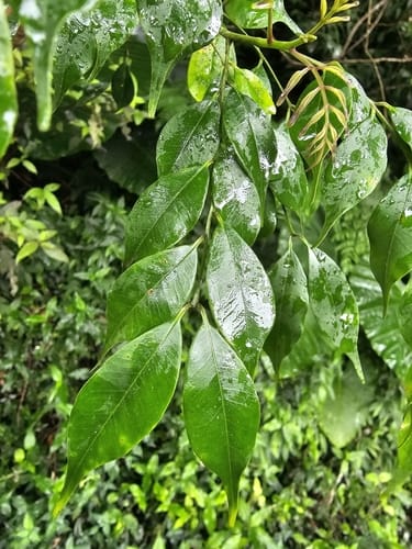 Zanthoxylum scandens — photo