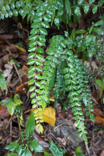 Zanthoxylum scandens