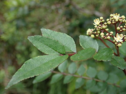 Zanthoxylum schinifolium (Green zanthoxylum) — photo