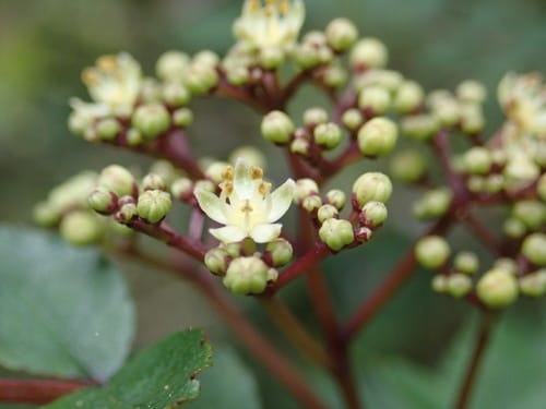 Zanthoxylum schinifolium (Green zanthoxylum) — photo