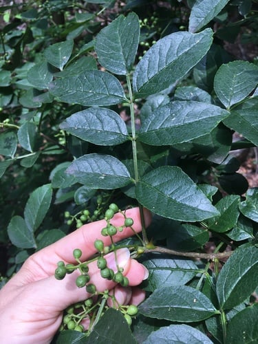 Zanthoxylum simulans (Szechwan pepper) — photo