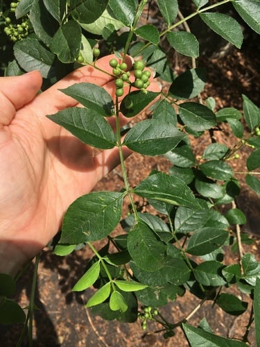Zanthoxylum simulans (Szechwan pepper) — photo