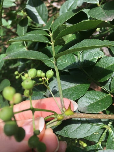 Zanthoxylum simulans