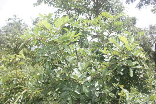 Zanthoxylum zanthoxyloides (Candle wood) — photo