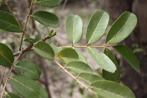Zanthoxylum zanthoxyloides