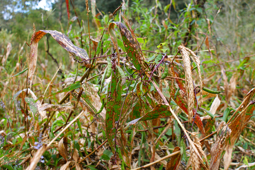 Zea diploperennis (Diploid perennial teosinte) — photo