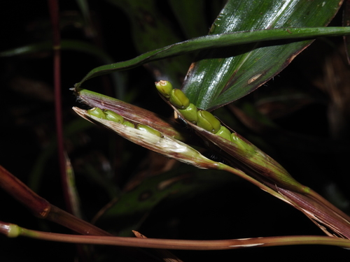 Zea diploperennis (Diploid perennial teosinte) — photo