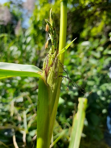 Zea luxurians (Teosinte) — photo