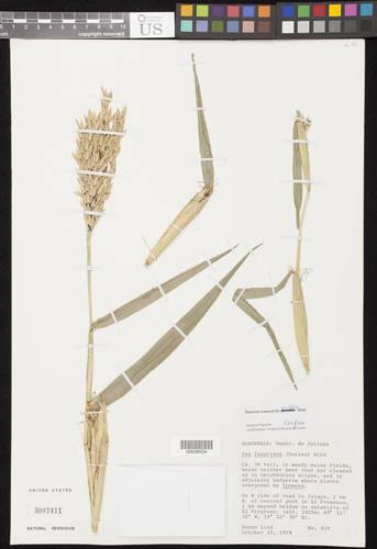 Zea luxurians (Teosinte) — photo